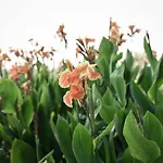 Anastasias